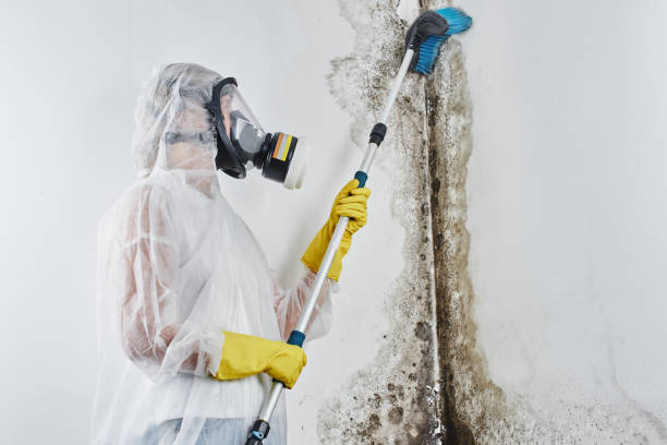 Best Industrial Mold Remediation in Cleburne, TX